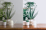 White Tone Preset Collection - Image 6